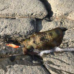 4回目のエギング