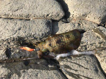 4回目のエギング