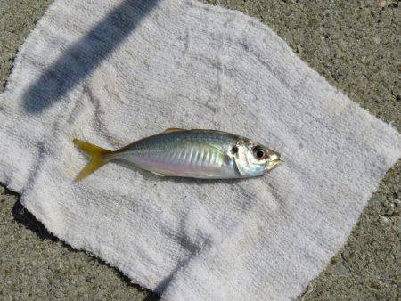 そろそろメバルも視野に入れましょうか