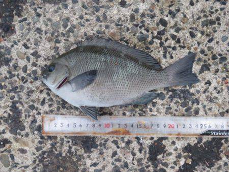 豊浜→師崎方面