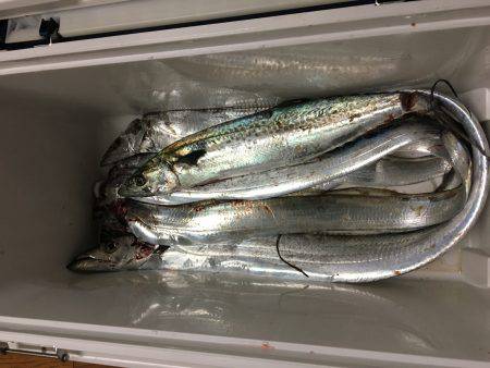 サゴシ&太刀魚調査