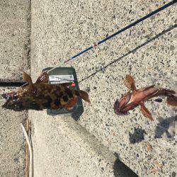 ノマセできました