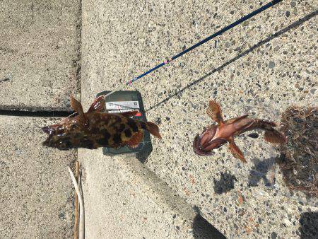 ノマセできました