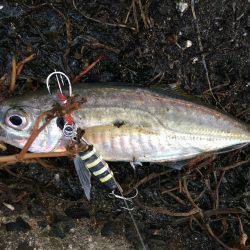 アジン..グ…？