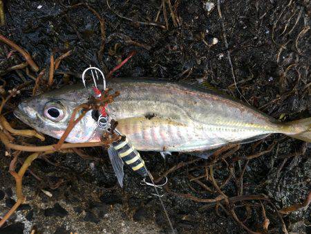 アジン..グ…？