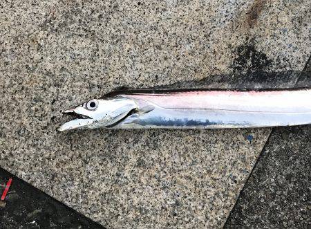 アジ・サゴシ・タチウオ