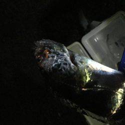 太刀魚とサゴシ