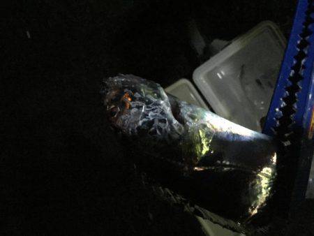 太刀魚とサゴシ