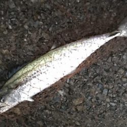 ハマチ・サゴシ