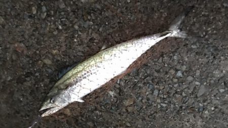 ハマチ・サゴシ