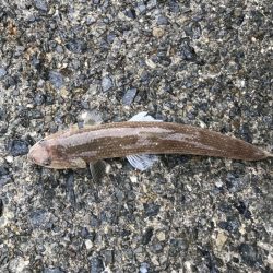 ハマチ・サゴシ