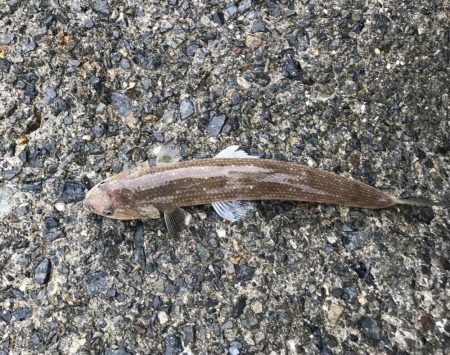 ハマチ・サゴシ