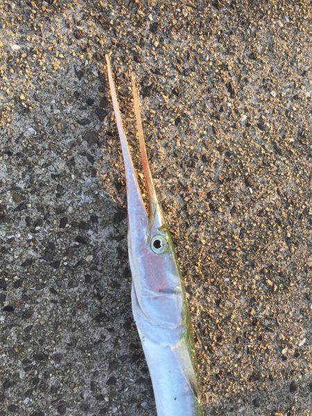 ショアジギング