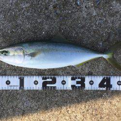 ショアジギング