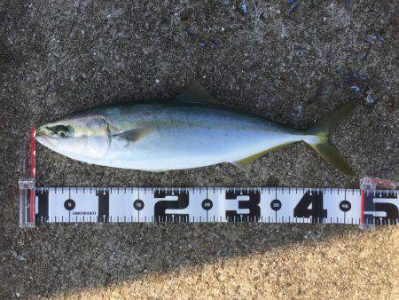 ショアジギング