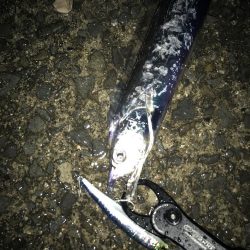 ナイトゲームから朝まずめ