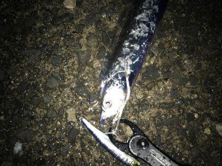 ナイトゲームから朝まずめ