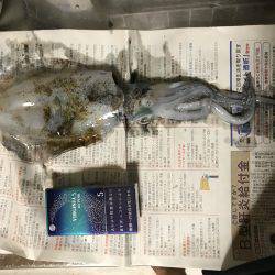 久しぶりのイカ