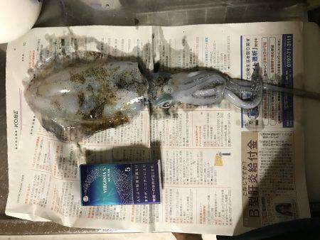 久しぶりのイカ