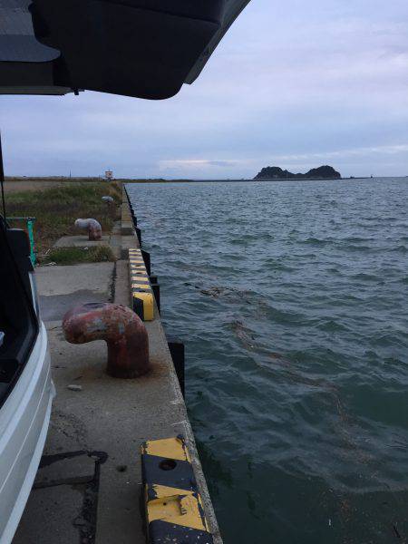 小雨の中、タチウオ