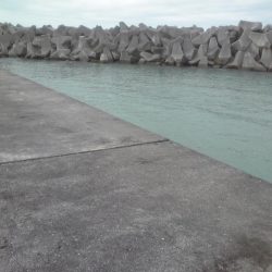 タチウオと小アジ