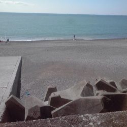 シマイサキ12匹