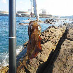 グレ・アオリイカ・共に小さい・・・・・・