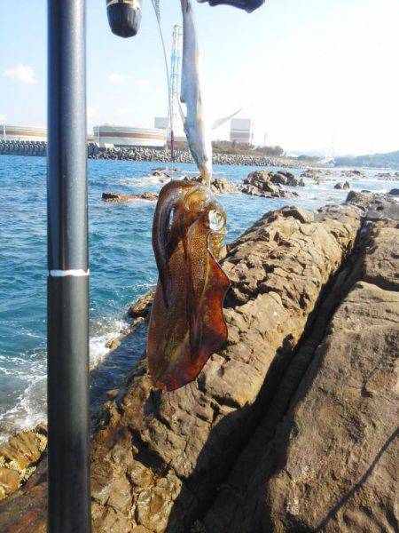 グレ・アオリイカ・共に小さい・・・・・・