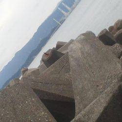 久し振りのアジつり・・・アオリイカ一杯・・