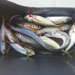 太刀魚とアジ・・