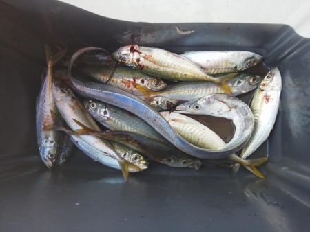 太刀魚とアジ・・