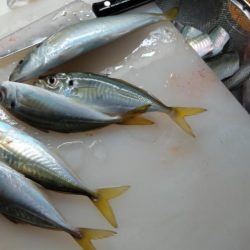 初の船釣りは最高の釣果!