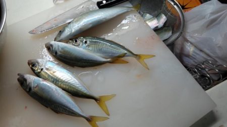 初の船釣りは最高の釣果!