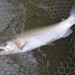 大安トラウトレイク 釣果