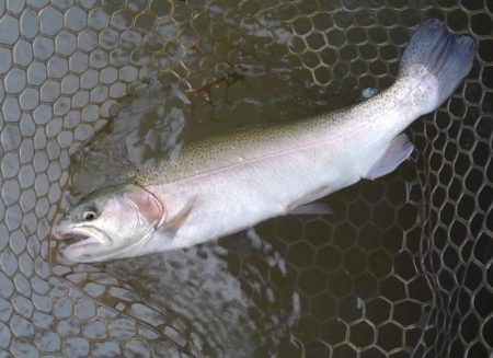 大安トラウトレイク 釣果