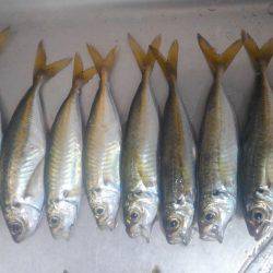 太刀魚&サビキ~ののませ!