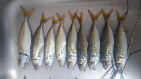 太刀魚&サビキ~ののませ!