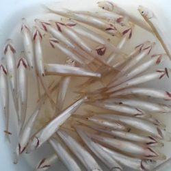 今期初ワカサギ