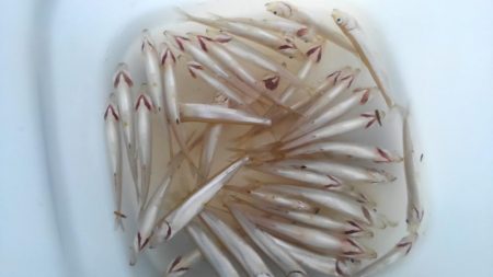 今期初ワカサギ