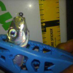 サイズもよくなってきた