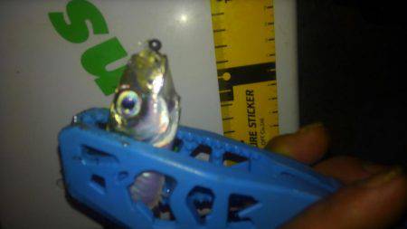 サイズもよくなってきた