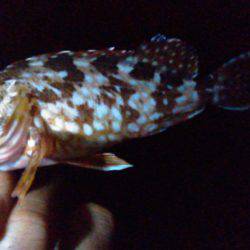 チビガシラの日