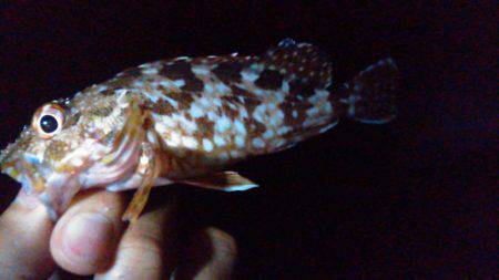 チビガシラの日