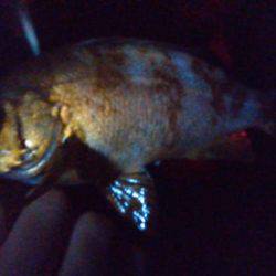 やっぱりのべ竿が好き!