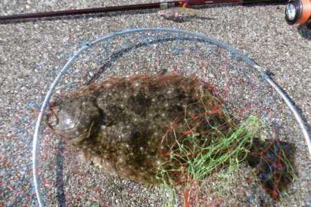 エギングついでに・・・・