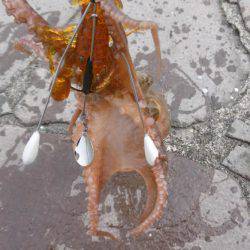 スナダコオクトパッシング