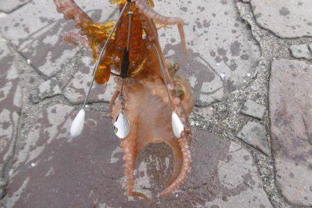 スナダコオクトパッシング