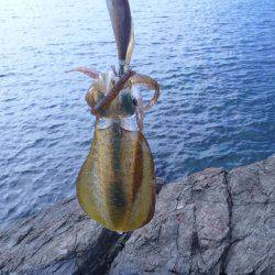 釣り日和なれど