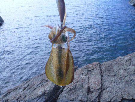 釣り日和なれど