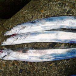 タチウオが飛んだ日